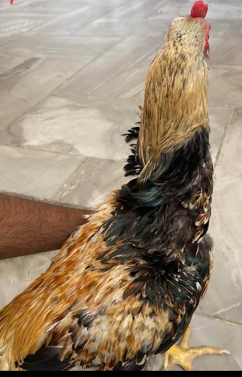 Aseel java murga high quality breed 2