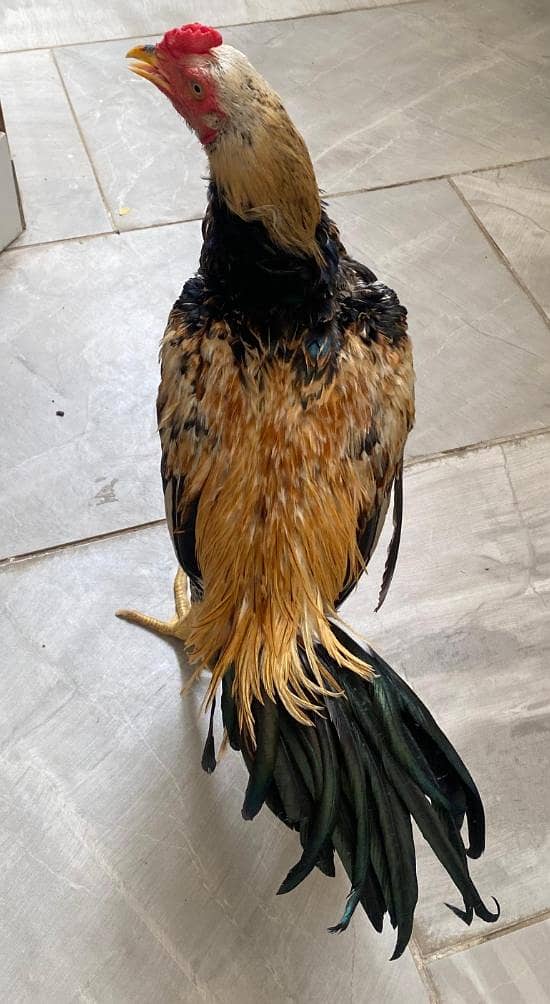 Aseel java murga high quality breed 3
