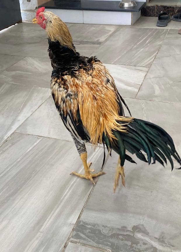 Aseel java murga high quality breed 4
