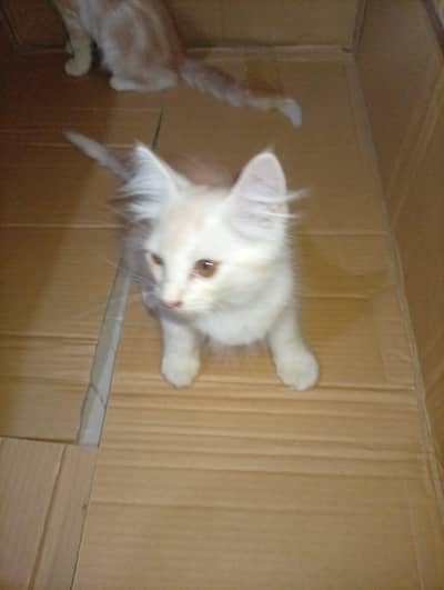 2 kittens available