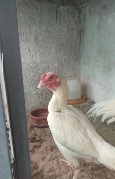 Heera Female Available