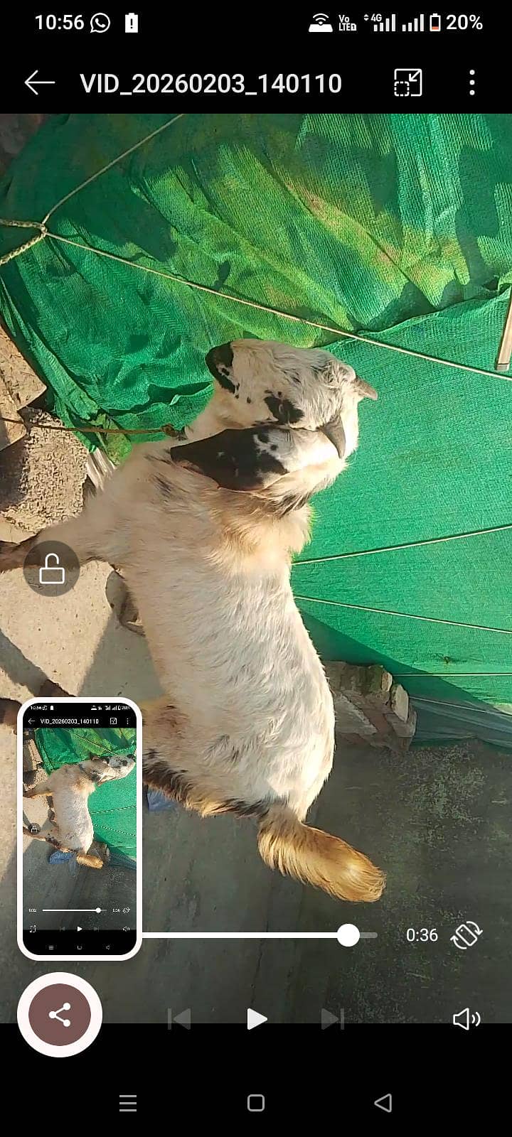 Breedr bakra 0