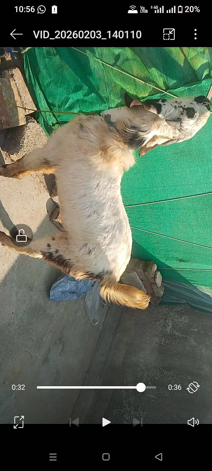 Breedr bakra 1