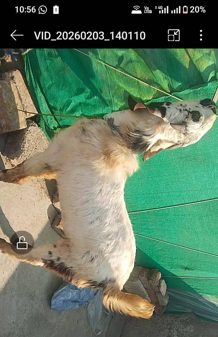 Breedr bakra 2