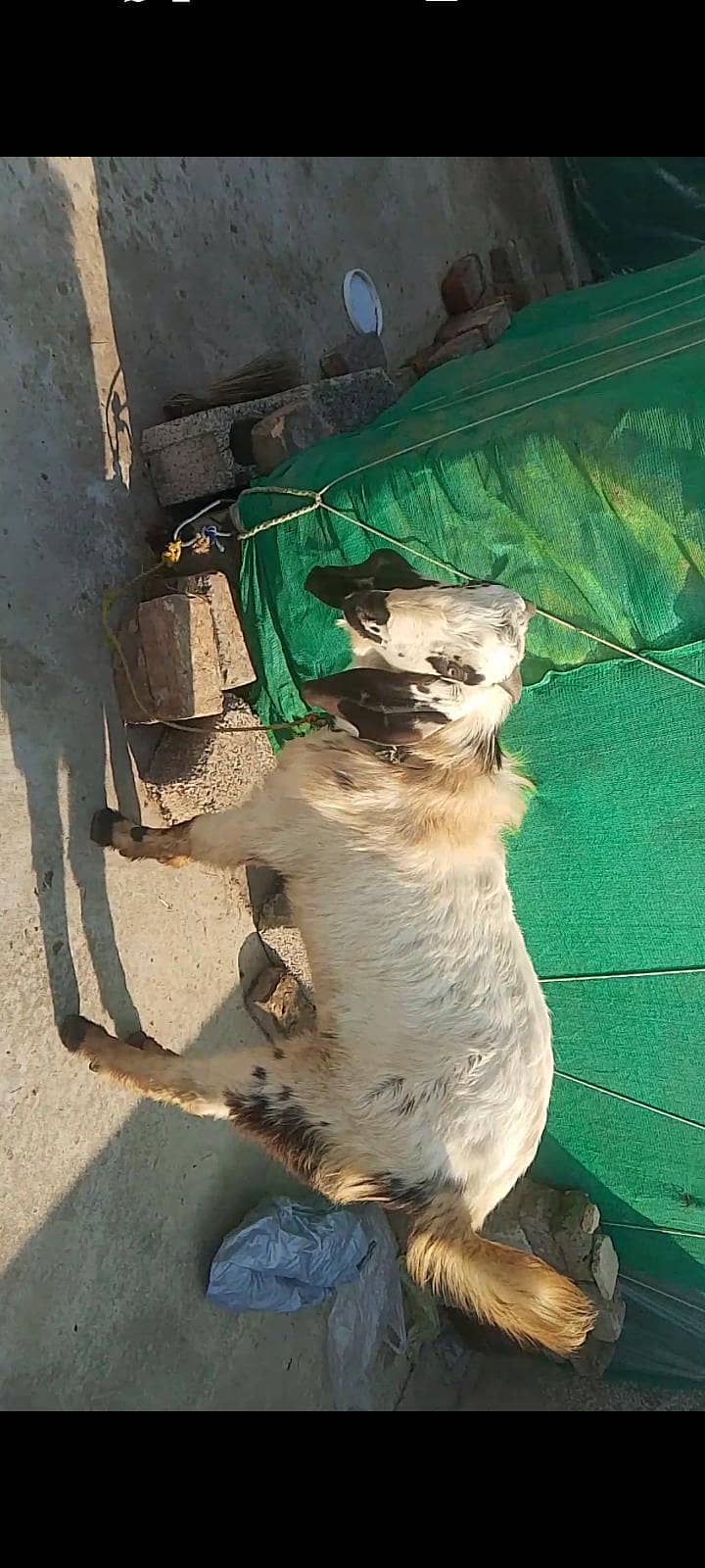 Breedr bakra 3