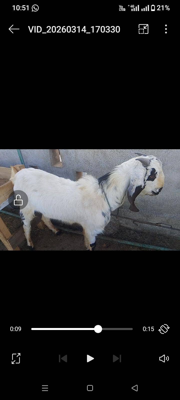Breedr bakra 4