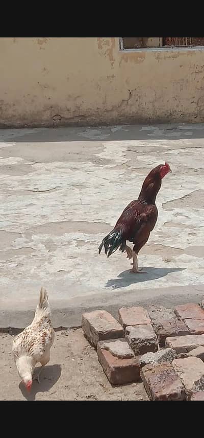 03120887227  مرغا بہت اچھا ہے پیور میاں والی کا مرغا ہے