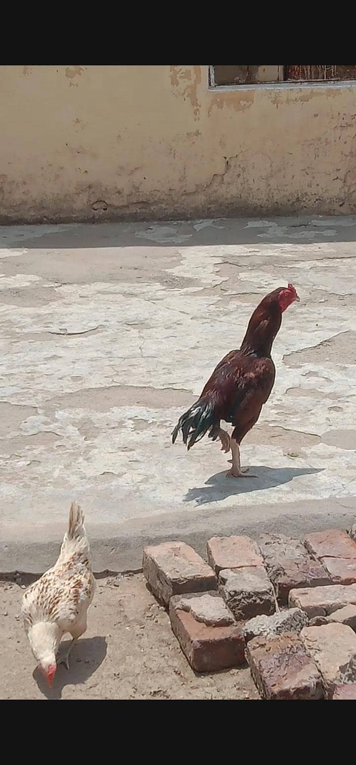 03120887227  مرغا بہت اچھا ہے پیور میاں والی کا مرغا ہے 0