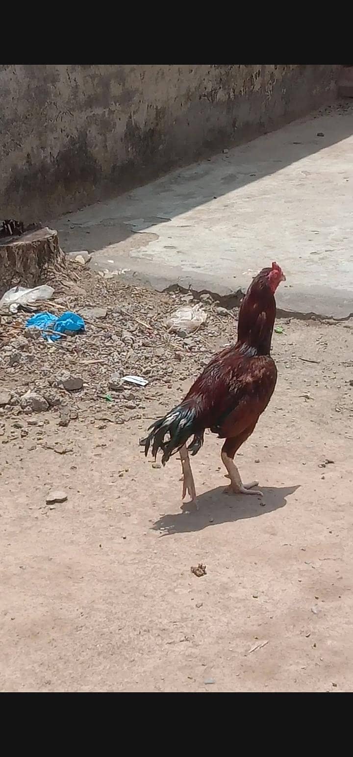 03120887227  مرغا بہت اچھا ہے پیور میاں والی کا مرغا ہے 1