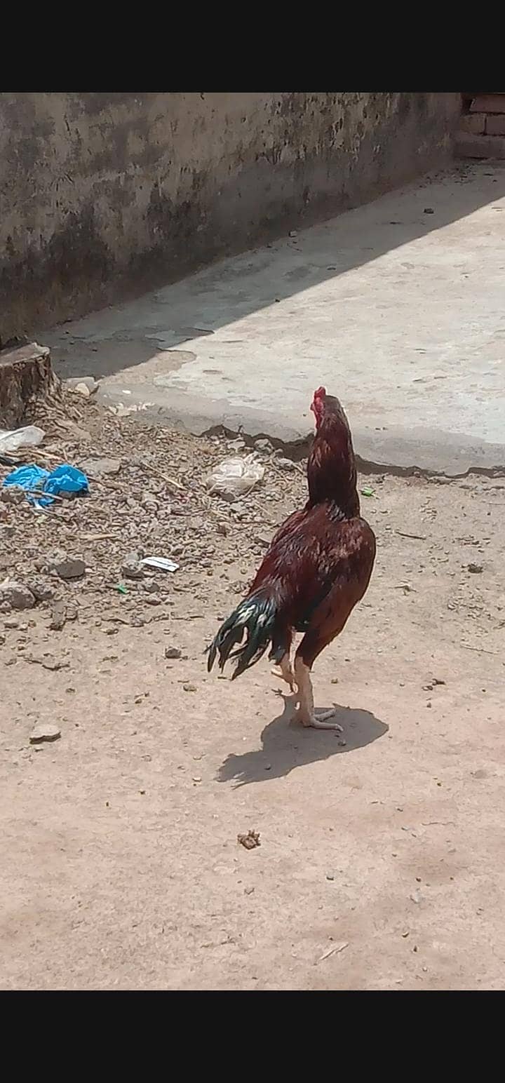 03120887227  مرغا بہت اچھا ہے پیور میاں والی کا مرغا ہے 2