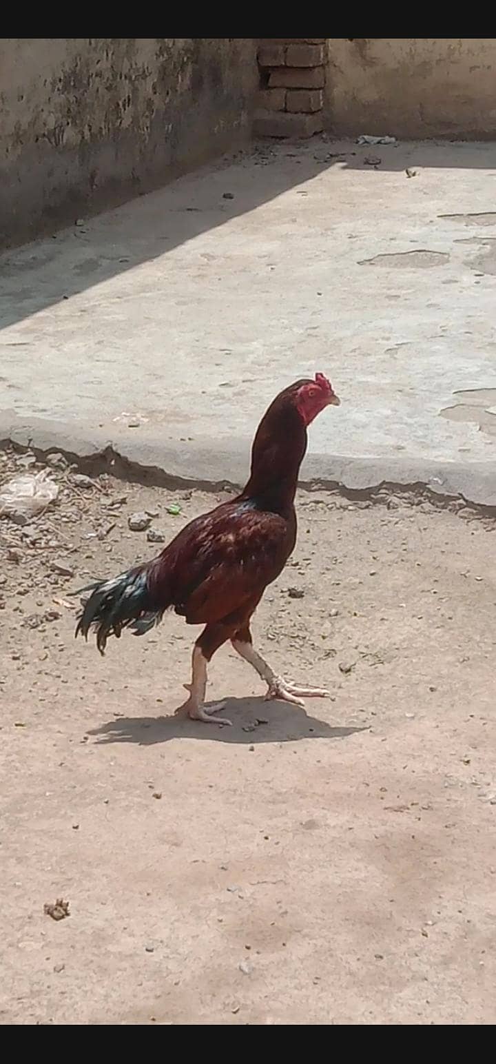 03120887227  مرغا بہت اچھا ہے پیور میاں والی کا مرغا ہے 3