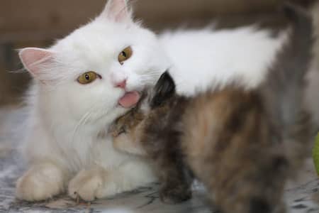 Persian cat&kitten for sale 03231593408