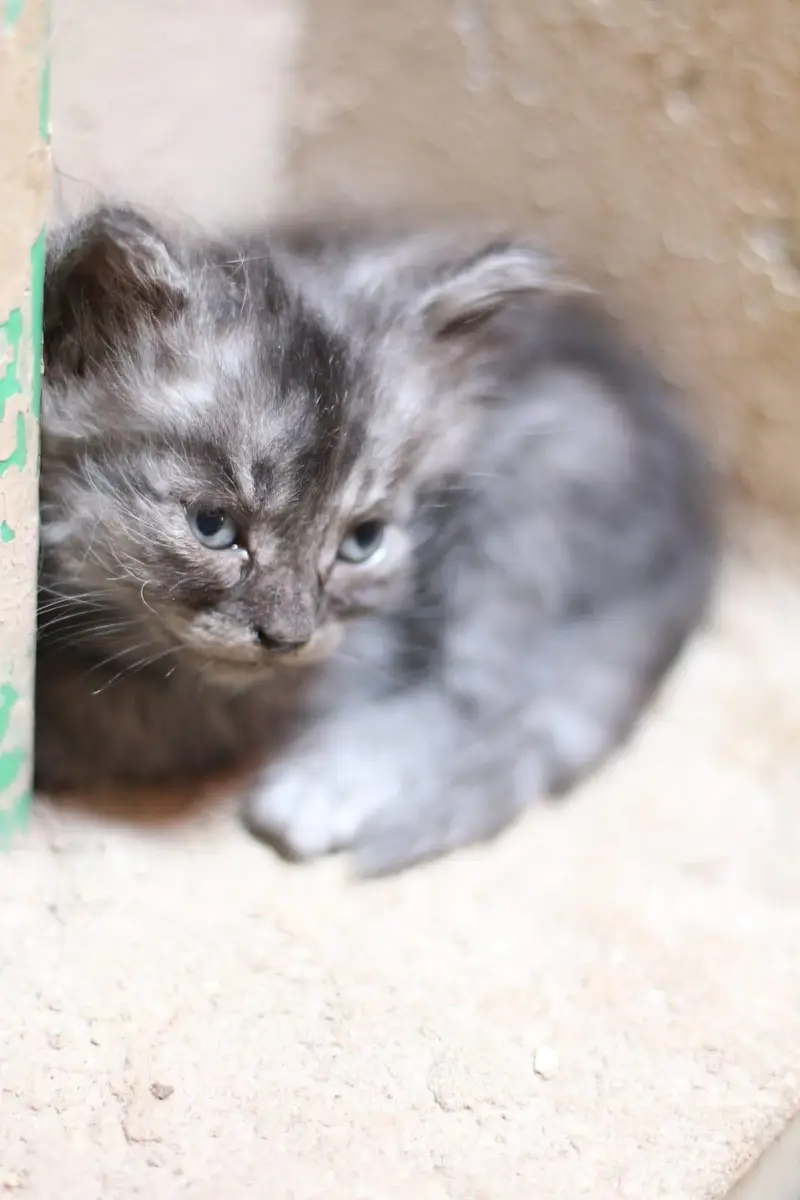Persian cat&kitten for sale 03231593408 — photo 2