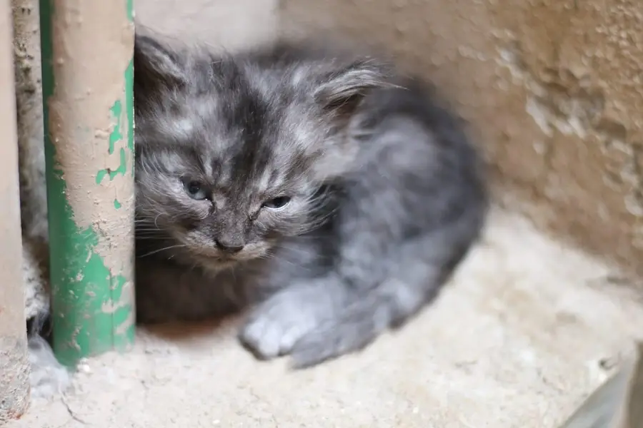 Persian cat&kitten for sale 03231593408 — photo 3