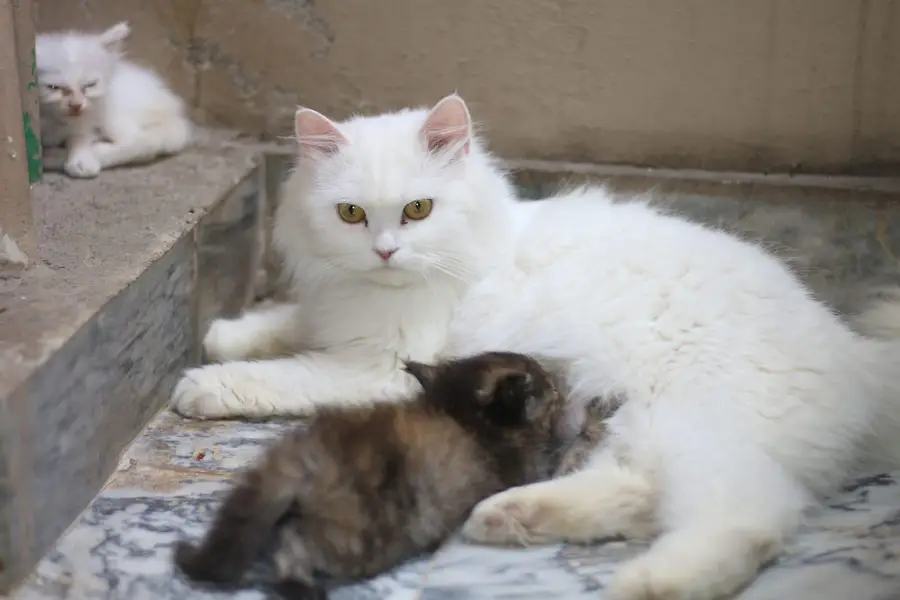 Persian cat&kitten for sale 03231593408 — photo 4