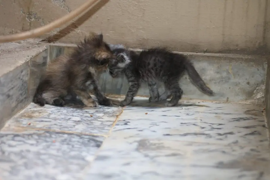 Persian cat&kitten for sale 03231593408 — photo 5
