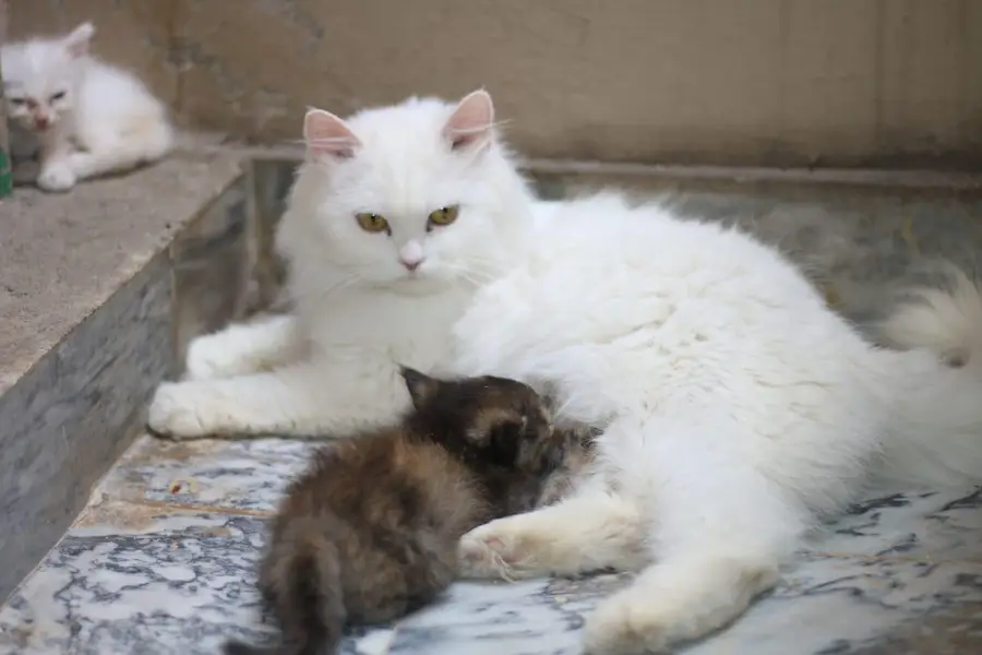 Persian cat&kitten for sale 03231593408 — photo 6