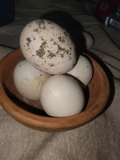 Aseel eggs