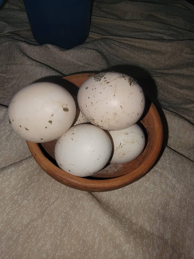 Aseel eggs 1