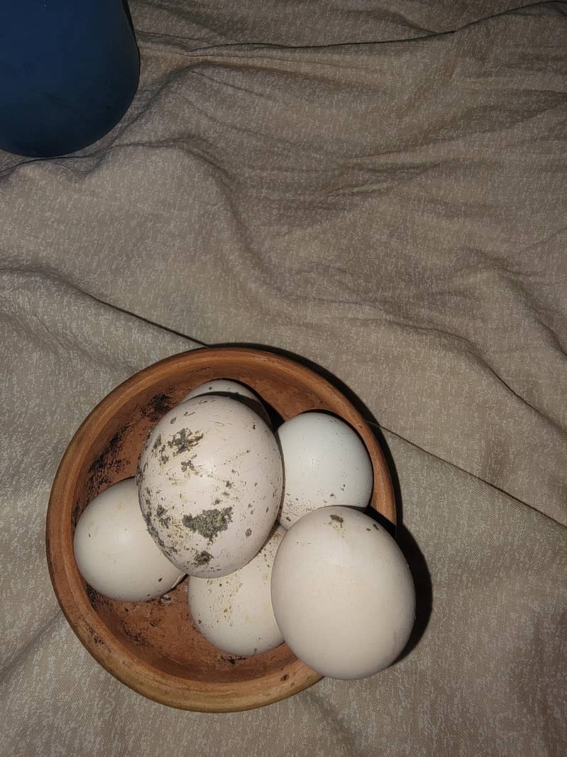 Aseel eggs 2