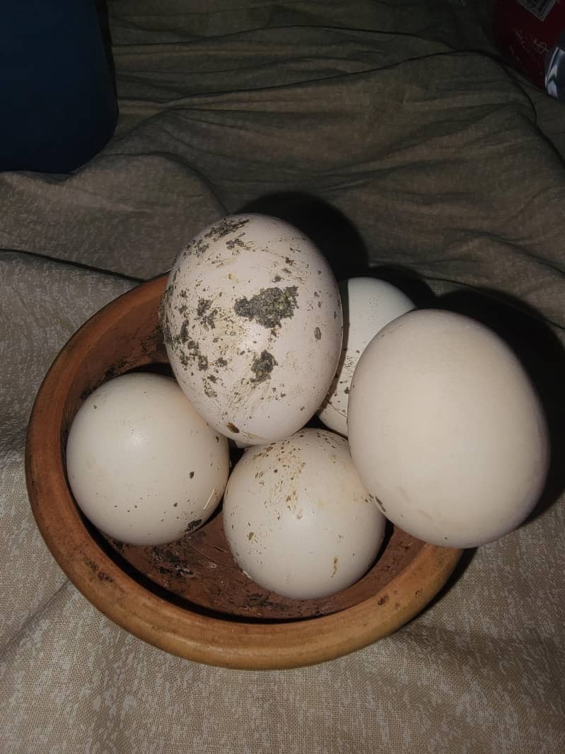 Aseel eggs 3