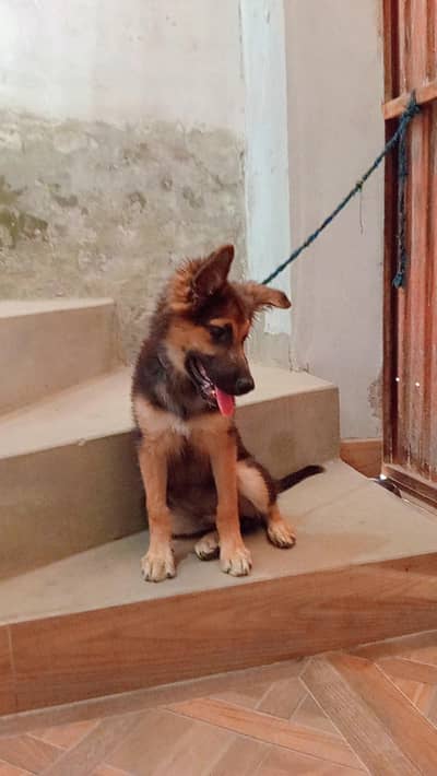 Fully Vaccinated German shepherd puppy male dog