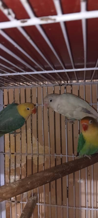 love birds breeder pairs