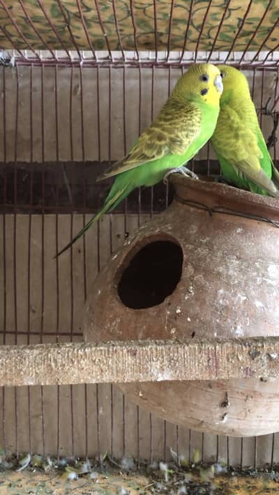 Breeder pair budgie or love bird phatta bhi hay