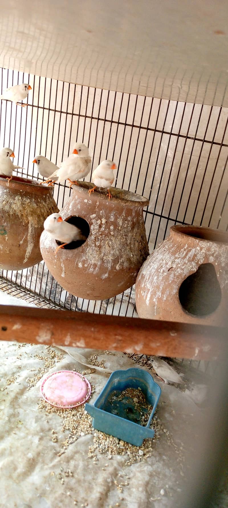 Under exhibition finches 0
