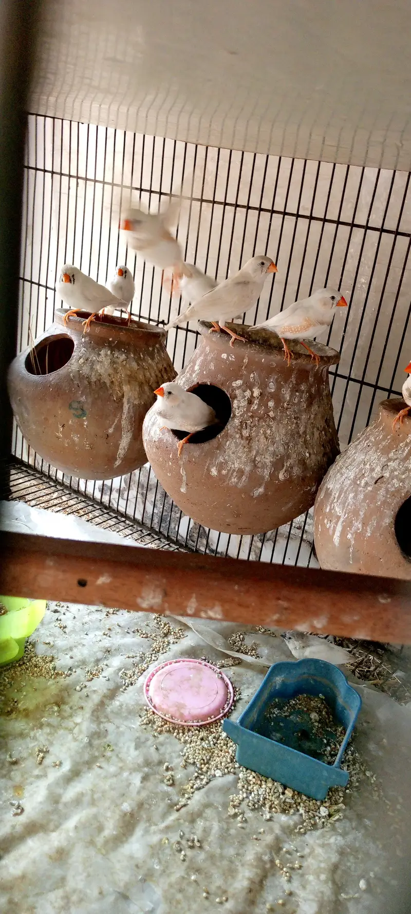 white finches — photo 2