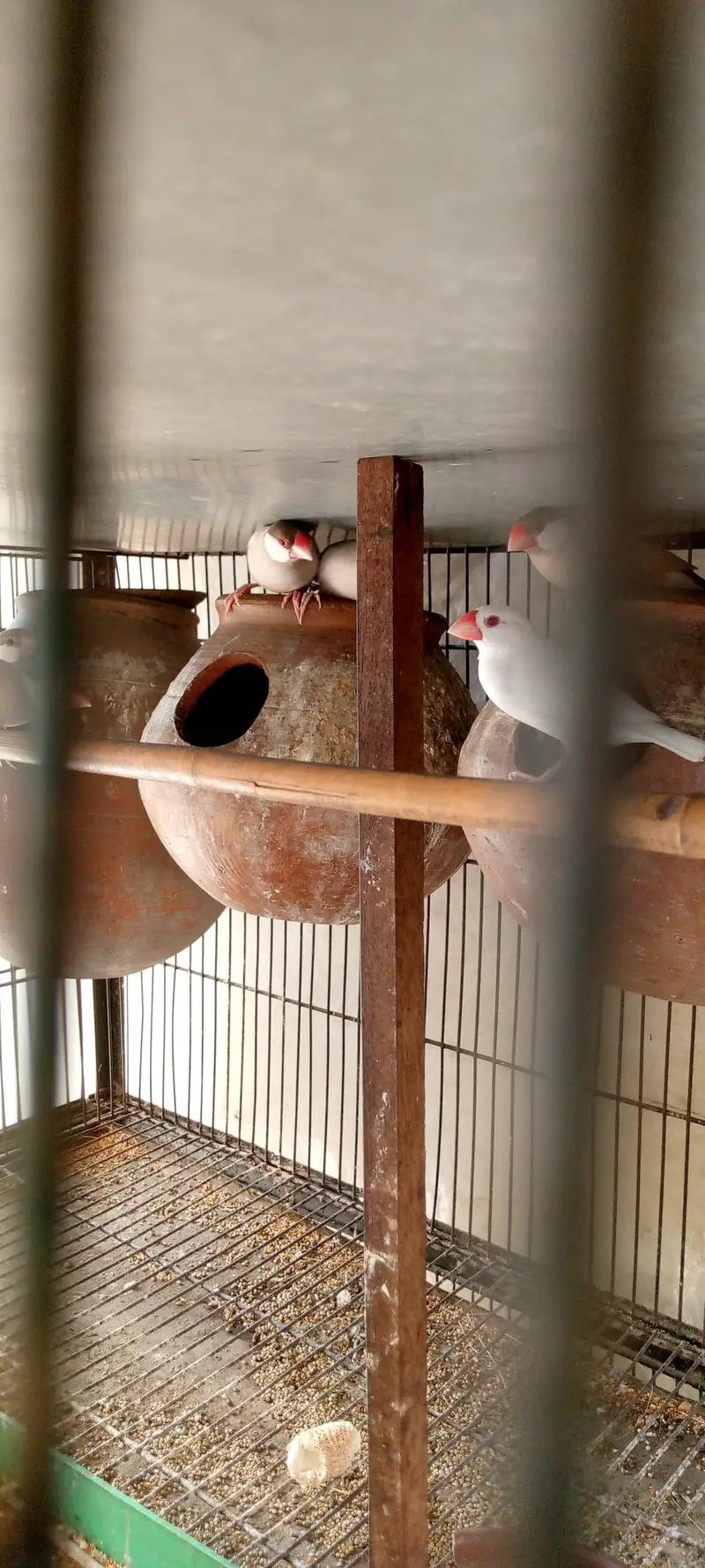white finches — photo 3