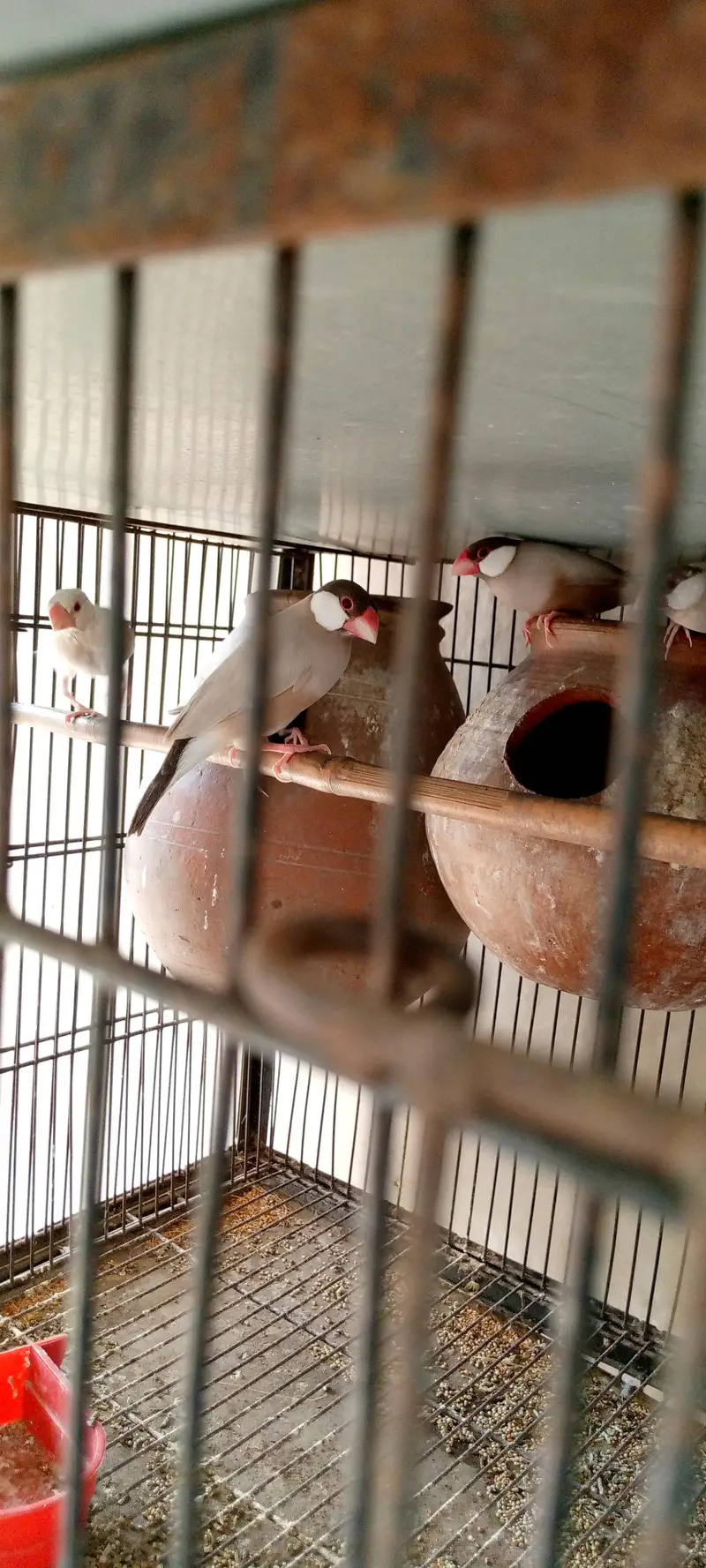 white finches — photo 4