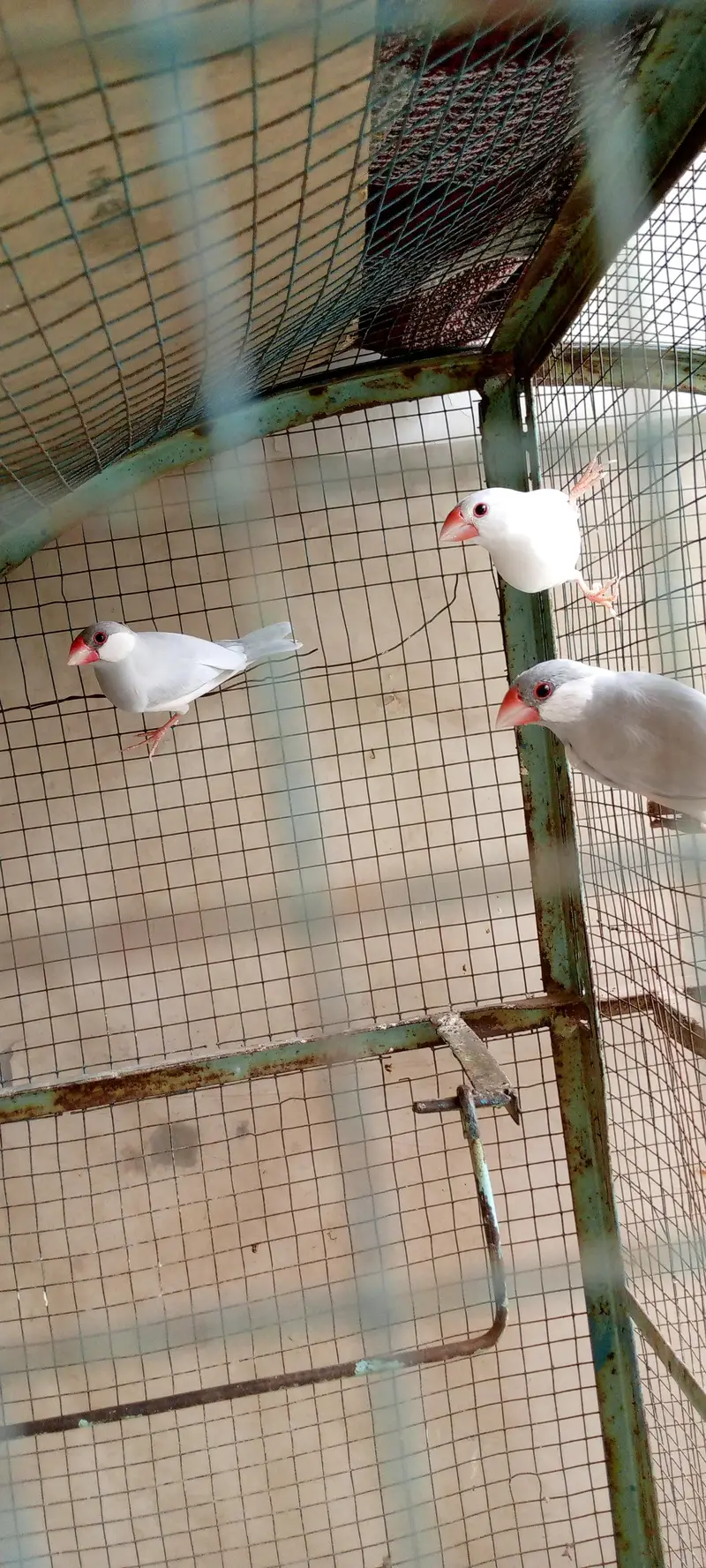 white finches — photo 5
