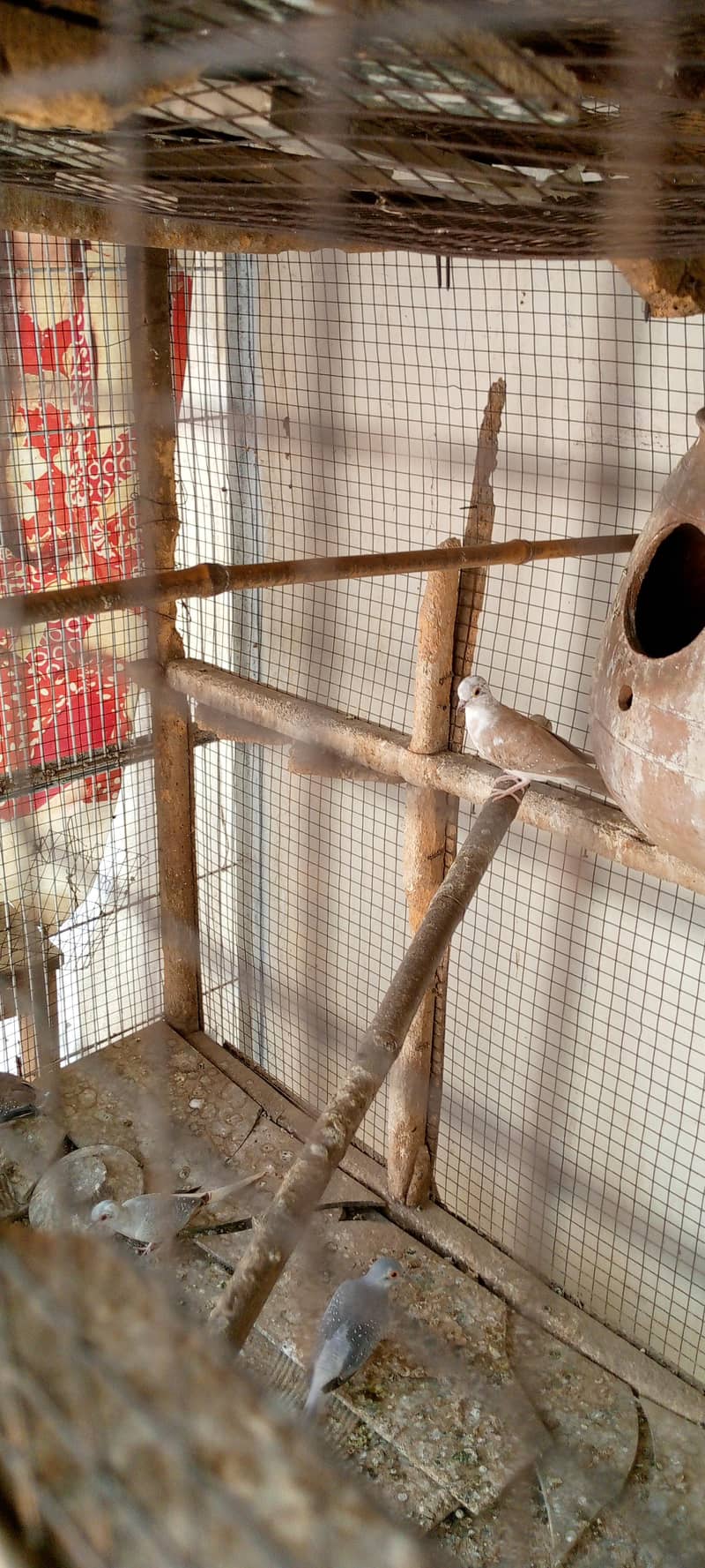 Under exhibition finches 1