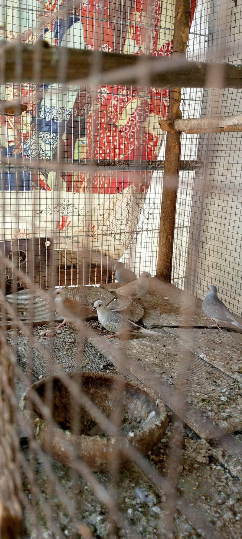 Under exhibition finches 2