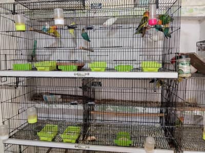 8 Portion Cage 2 by 1.5by 1.5