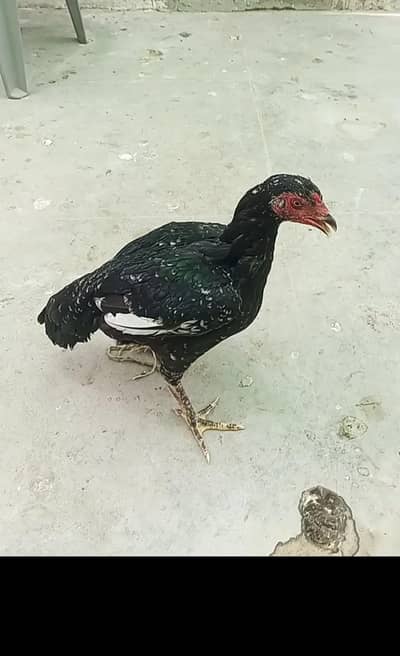 breeder female