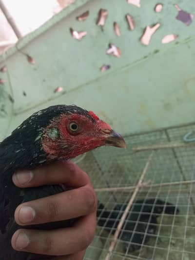 breeder female