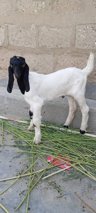 Bakra