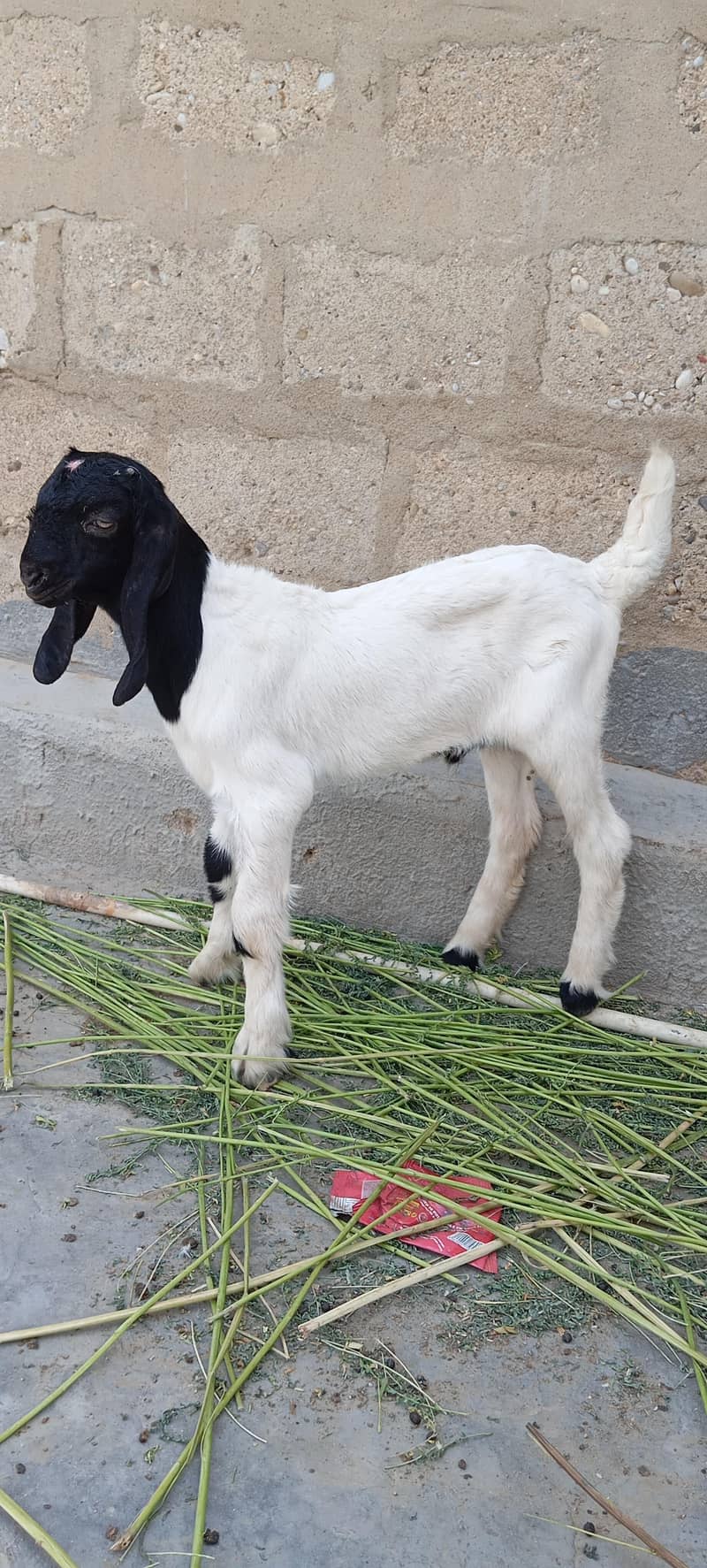 Bakra 1