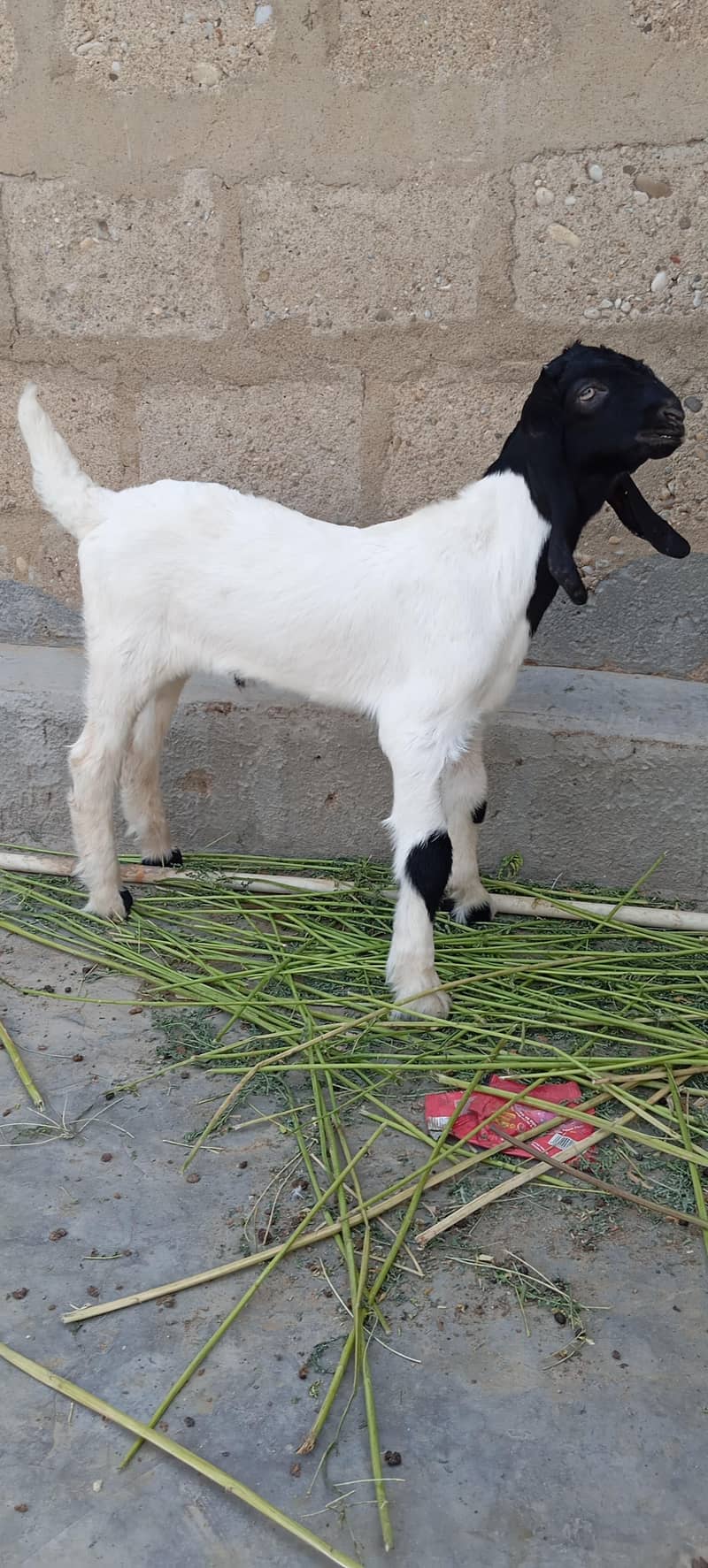 Bakra 2
