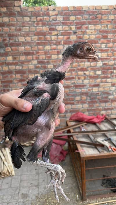 Mianwali Aseel Chicken