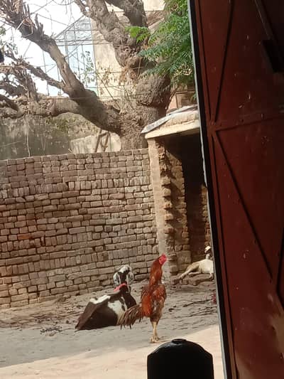 High quality peela murga for sale or exchang posible kisi pathay k sat