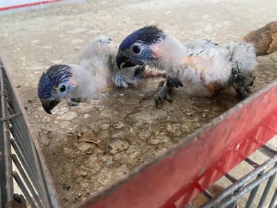 Rainbow lory chicks for sale