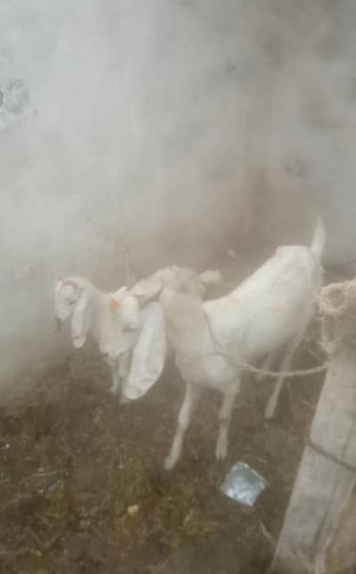 Bakri With Female Kid  |  Goat