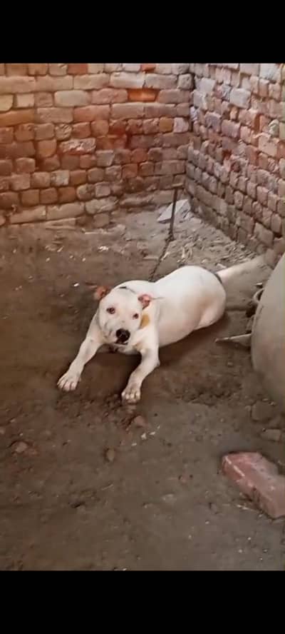 Bulltier dog
