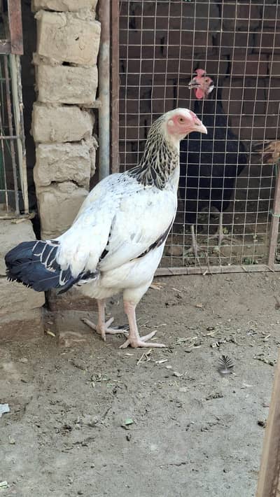white java Aseel Hen