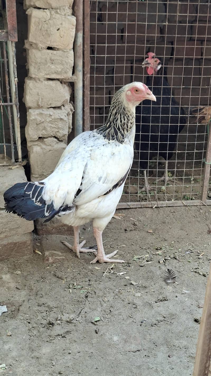 white java Aseel Hen 0