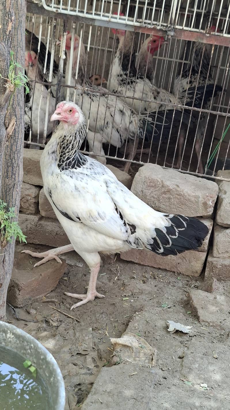 white java Aseel Hen 1