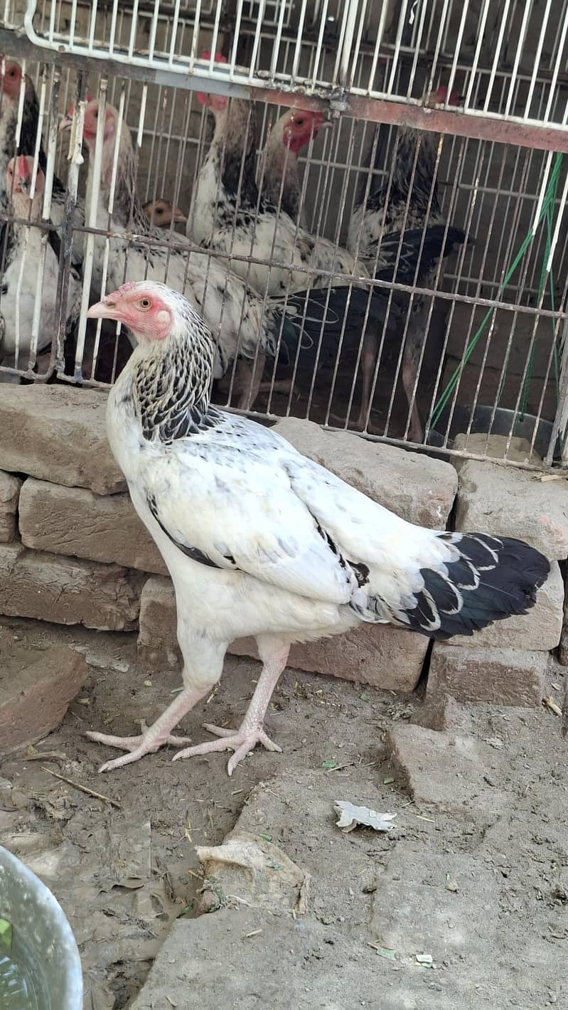 white java Aseel Hen 2
